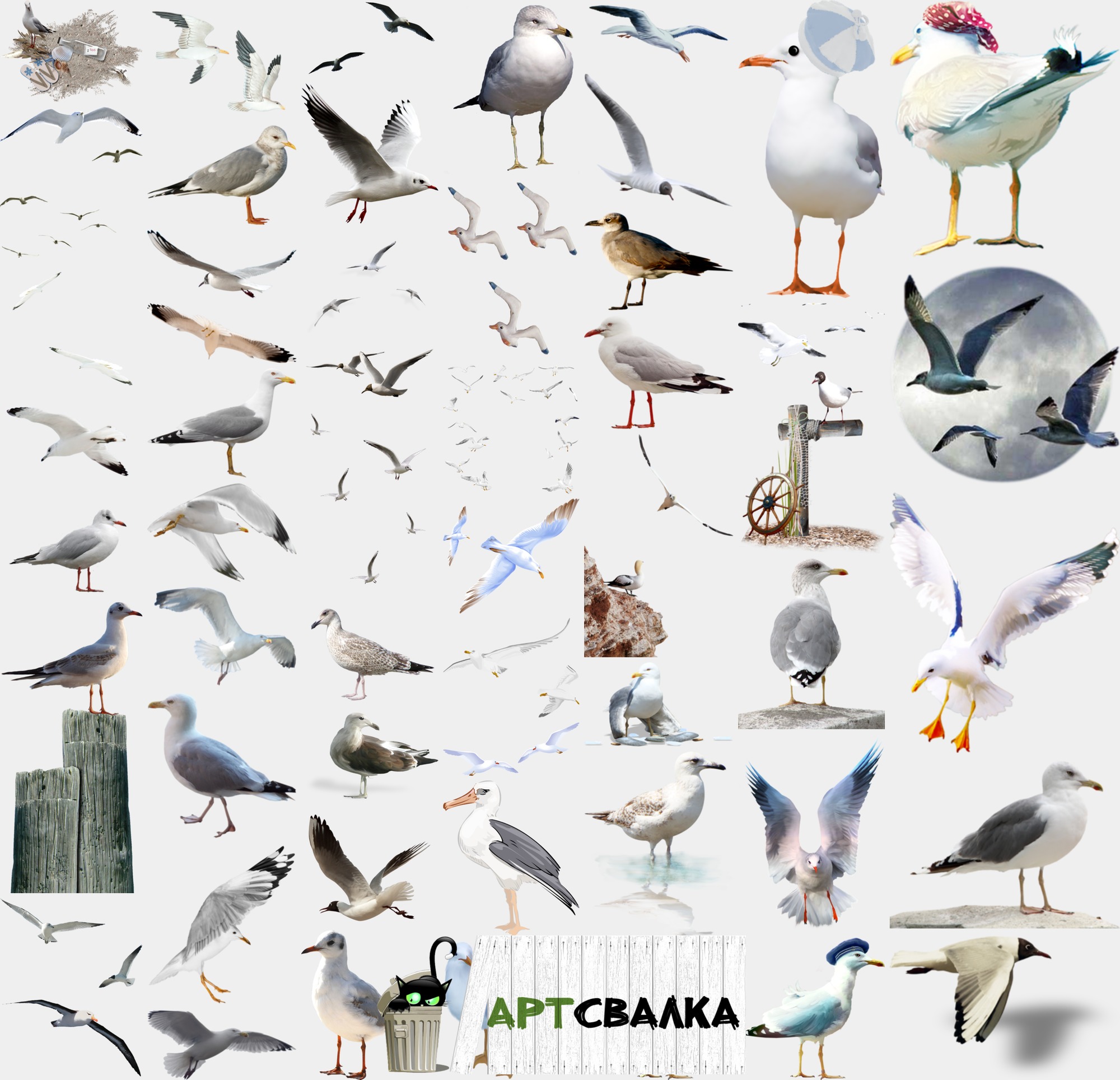 Чайки и голуби на прозрачном фоне | Seagulls and pigeons on a transparent background